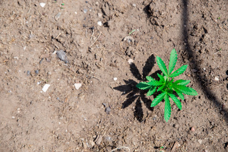 A young hemp cannabis marihuana Bush on the ground. Banner with space for text. The view from the...