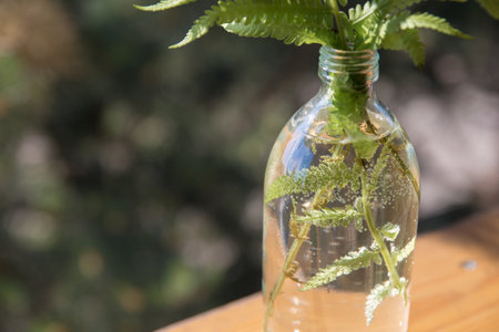 Leaves and stems of fern in a transparent vase bottle on the background of a green garden. Bottle with water and leaves and air bubbles on the leaves. Soft focus, close-up.の写真素材