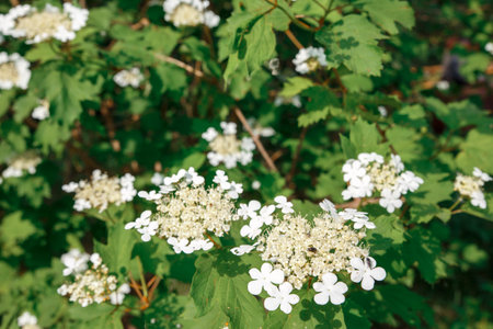 Viburnum blooms. Viburnum branches with white flowers. Green spring and summer blurred background.