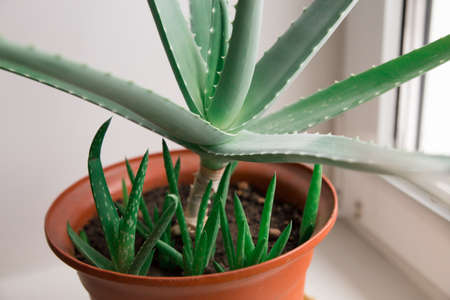 Young Aloe vera sprouts, Growing Aloe vera, a healthy plant used for medicine, Cosmetics, skin care, decoration. Soft Focusの写真素材