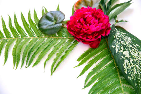 Top view of green tropical leaves and red flowers on a white background. Flat lay, top view, copy space. Minimal summer concept with fern and dieffenbachia leaves. Flowers compositionの写真素材