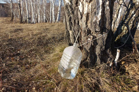 Collecting birch SAP in the spring. Healthy and delicious natural eco-friendly drinkの写真素材