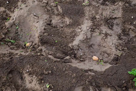 Potato tubers are laid in the soil before planting and filling with soil. Spring planting of potatoesの写真素材