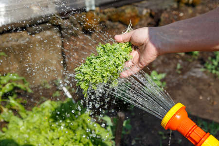 A woman's hand holds and washes watercress greens. Collecting fresh herbs in the garden. Jets of water from a watering can wash salad greensの写真素材