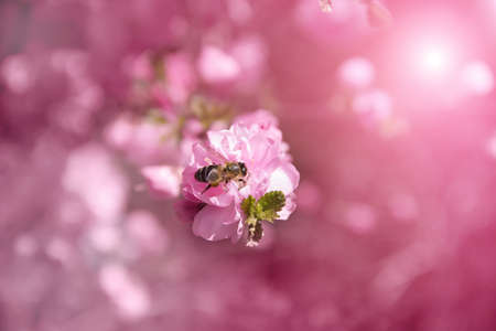 Delicate pink background with cherry blossoms and a bee sitting on a flower. Pink spring blurred background with highlightsの写真素材
