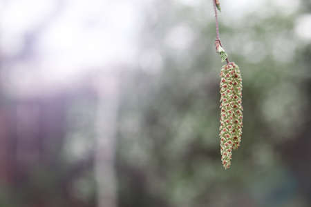 Earrings on a birch tree. Birch seeds on a branch in the morning cool foggy weather at dawn. Betula pendula, silver birch, warty, European white birchの写真素材