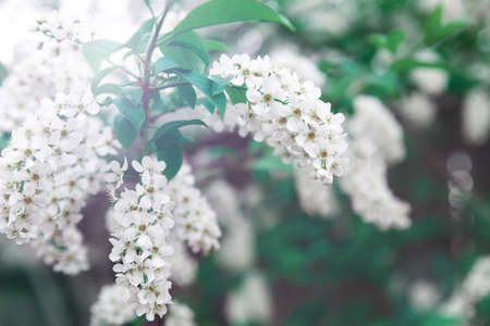 Prunus padus white flowering bird cherry hackberry tree, hagberry mayday tree in bloom, ornamental park flowers on branches and green leaves.の写真素材