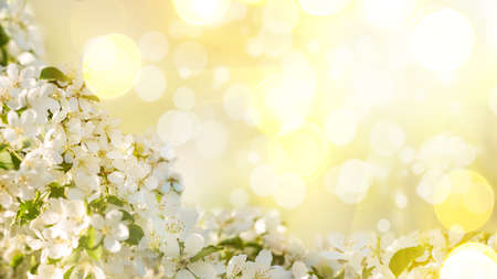 blossom apple tree. Spring banner with white Apple blossom with space for text, against the...