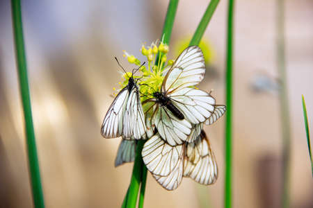White butterflies with black veins sit on a round yellow wild onion flower on a light blurred background. The concept of a warm Sunny season of nature and floweringの写真素材