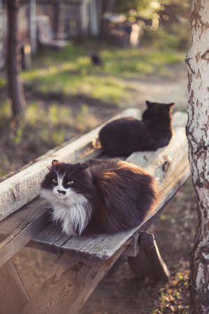 Black cats sit on a bench in the garden. Two catsの写真素材