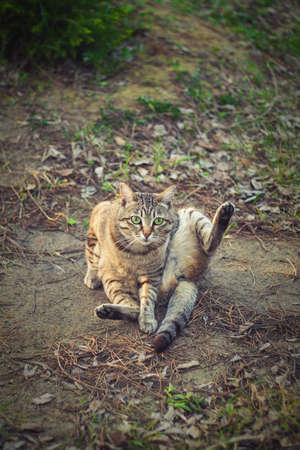 A brown tabby cat with green eyes sits on the ground with its hind leg raised up. Tabby cat colorの写真素材