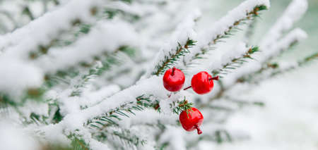 Christmas decoration red large winter berries on a snow-covered branch. Christmas tree toy on the...