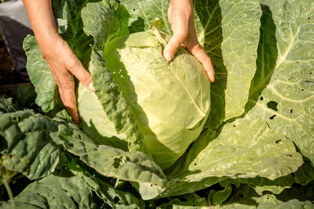 A large head of cabbage in the garden. A man's hands on a cabbage head. The concept of harvesting, ecology and vegetarianismの写真素材
