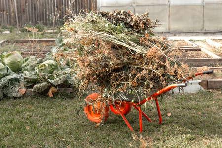 Cleaning the garden after harvesting. The tops and weeds are lying in a garden wheelbarrow....