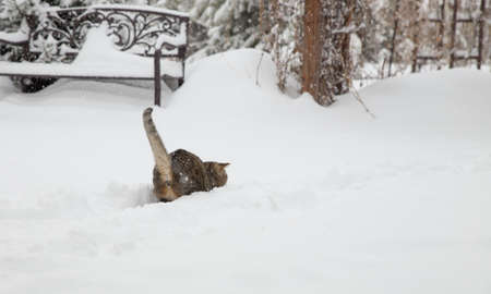 cat in the snow. Cheerful striped kitten jumps over the white snow in the winterの写真素材