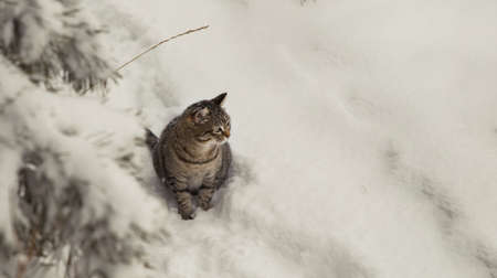 Beautiful brown tabby cat sitting in the snow. Space for text. winter landscapeの写真素材