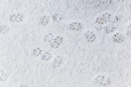Cat tracks in the snow. top view. winter white backgroundの写真素材