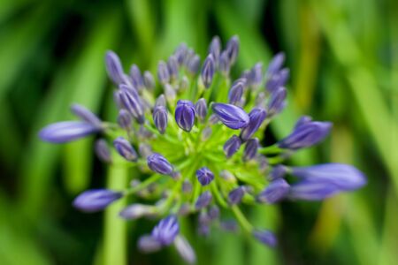 Blue flower on greenの写真素材