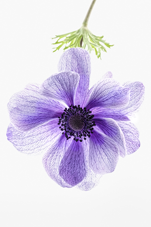 Blue anemone isolated on whiteの写真素材