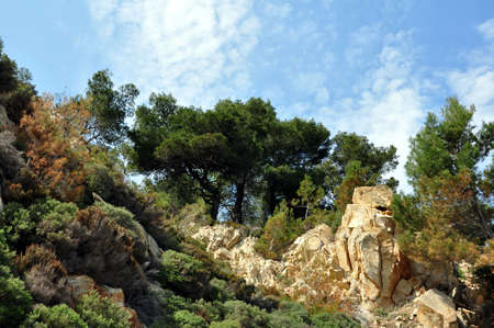 pine trees growing on bare dry rocksの写真素材