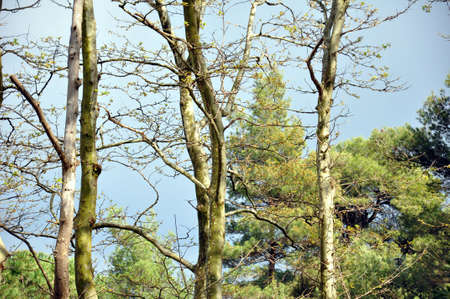 view of bare tree trunks and sky on a winter day