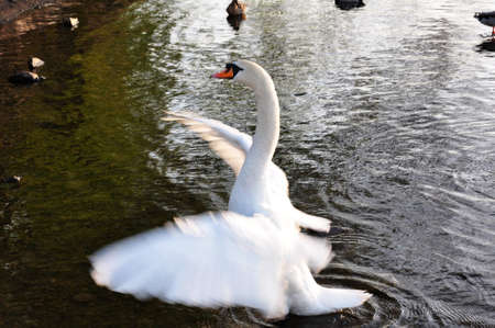 White swans swimming in a blue lake in Scotlandの写真素材