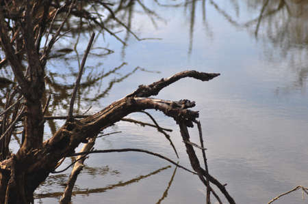 branches reflected in calf flat river waterの写真素材