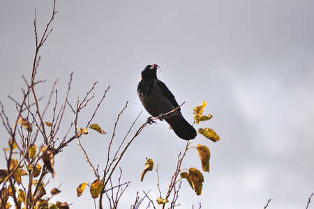 prey bird perched on branch with its preyの写真素材