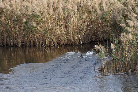 reeds and wildlife reflections in river water