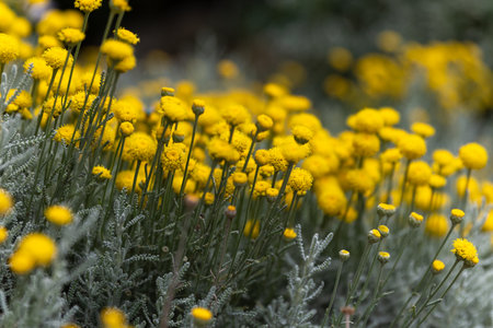 Santolina chamaecyparissus or cotton lavender family Asteraceae aromatic medicinal yellow flower.の写真素材