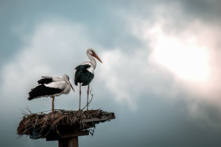 European White stork Ciconia Ciconia is the symbol of bird migration.の写真素材