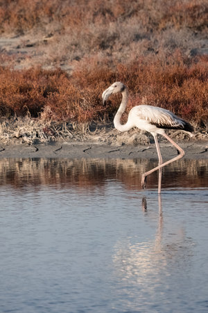 A Group of young Flamingos walking on Delta Evros.の写真素材