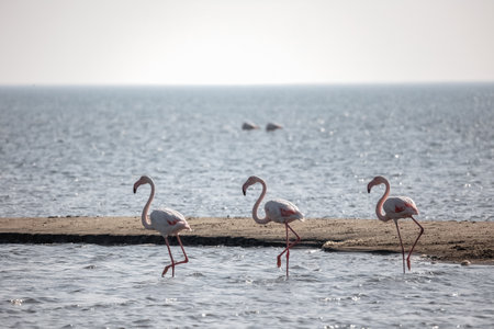 A Group of beautiful pink Flamingos walking on the beach of Alexandroupolis Greece.の写真素材