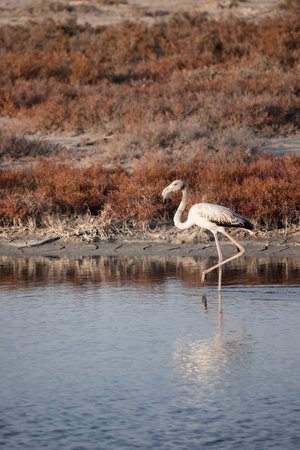 A Group of young Flamingos walking on Delta Evros.の写真素材