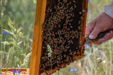 Apiary worker or beekeeper manage colonies of honeybees for the production of honey in the field.の写真素材