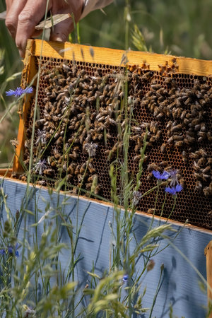 Apiary worker or beekeeper manage colonies of honeybees for the production of honey in the field.