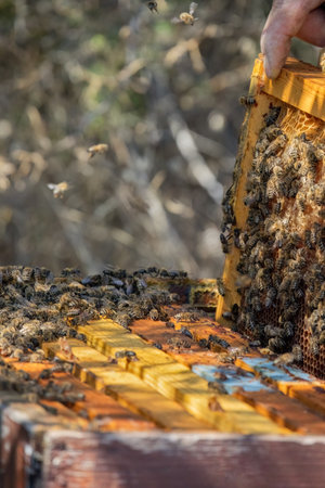 Apiary worker or beekeeper manage colonies of honeybees for the production of honey in the field.の写真素材