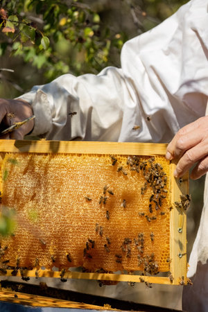 Apiary worker or beekeeper manage colonies of honeybees for the production of honey in the field.