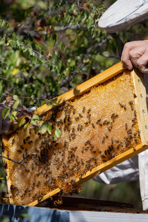 Apiary worker or beekeeper manage colonies of honeybees for the production of honey in the field.
