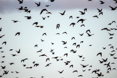 The flock of starlings birds on the evening sky Sunset color.の写真素材