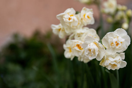 Narcissus plant beautiful white spring flower.の写真素材
