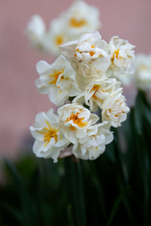 Narcissus plant beautiful white spring flower.の写真素材