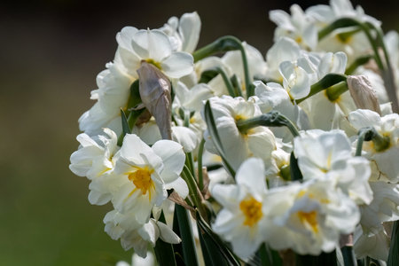 Narcissus plant beautiful white spring flower.の写真素材