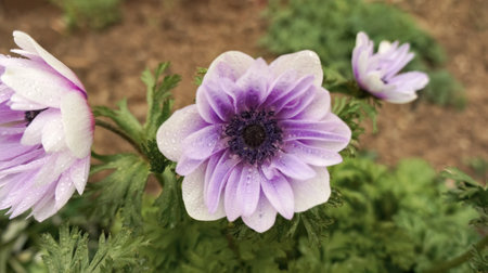 Anemone coronaria Lord Lieutenant semi-double velvet purple spring flower in the garden.の写真素材