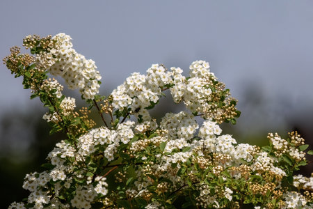 Spiraea white early spring flower in the garden design.