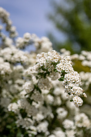 Spiraea white early spring flower in the garden design.