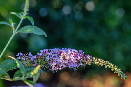 Buddleja japonica purple flower in the garden design.