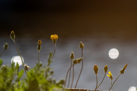Yellow flower in moody background for wallpaper.の写真素材