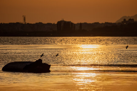 Beautiful sunset colours with birds silhouette.の写真素材