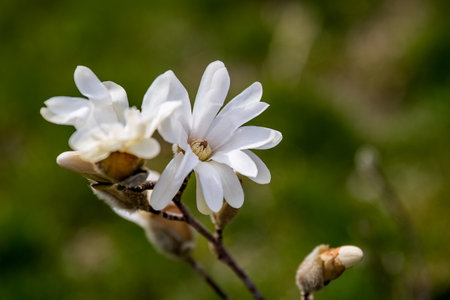 Magnolia stellata or star magnolia white flowers in the garden design.の写真素材